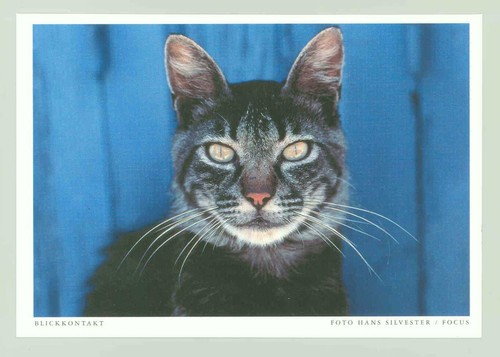Postcard cat eye contact - 1, "eye